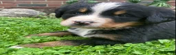Bernese Mountain Dog dogs for sale: Jasper - Ad 3
