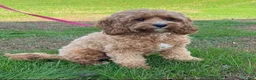 Cavapoo dogs for sale: Custard - Ad 4