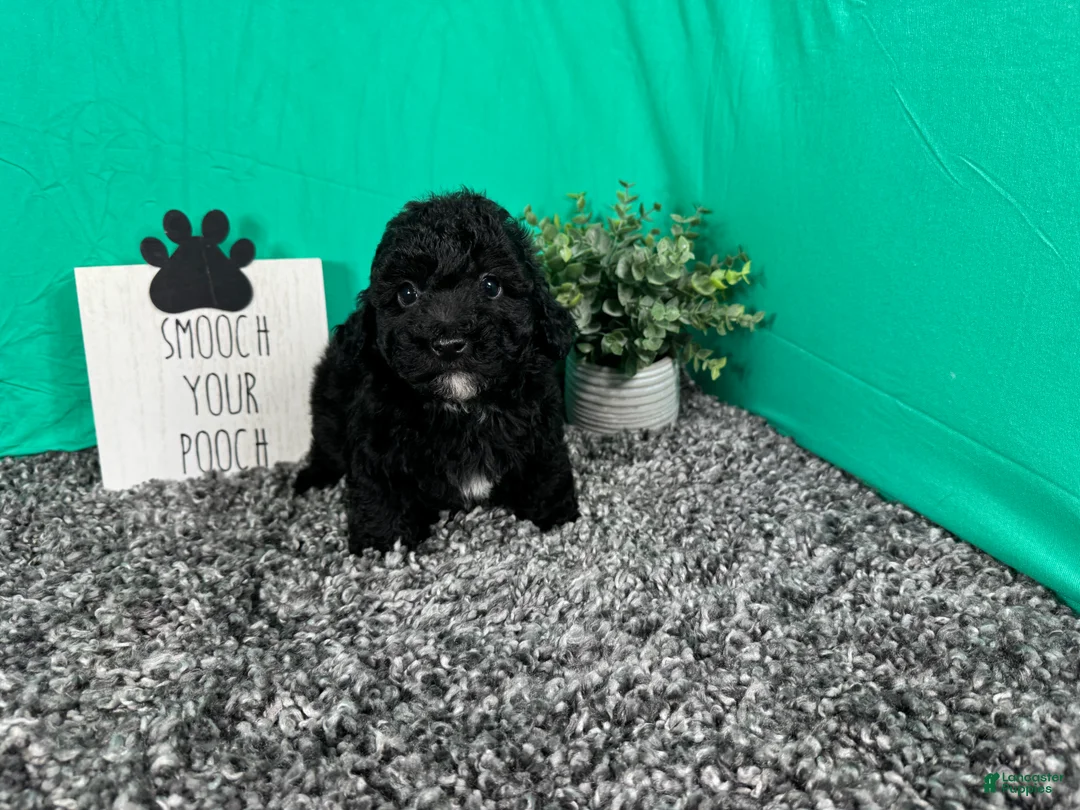 Miniature Poodle dogs for sale: Miniature Poodle 3 - Ad 2