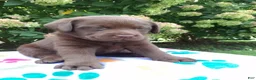 Labrador Retriever dogs for sale: Nova  - Ad 11