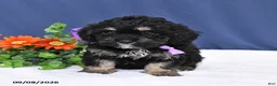 Cavapoo dogs for sale: Duke - Ad 4