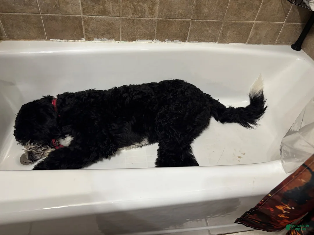 Bernedoodle dogs for sale: Moose - Ad 3
