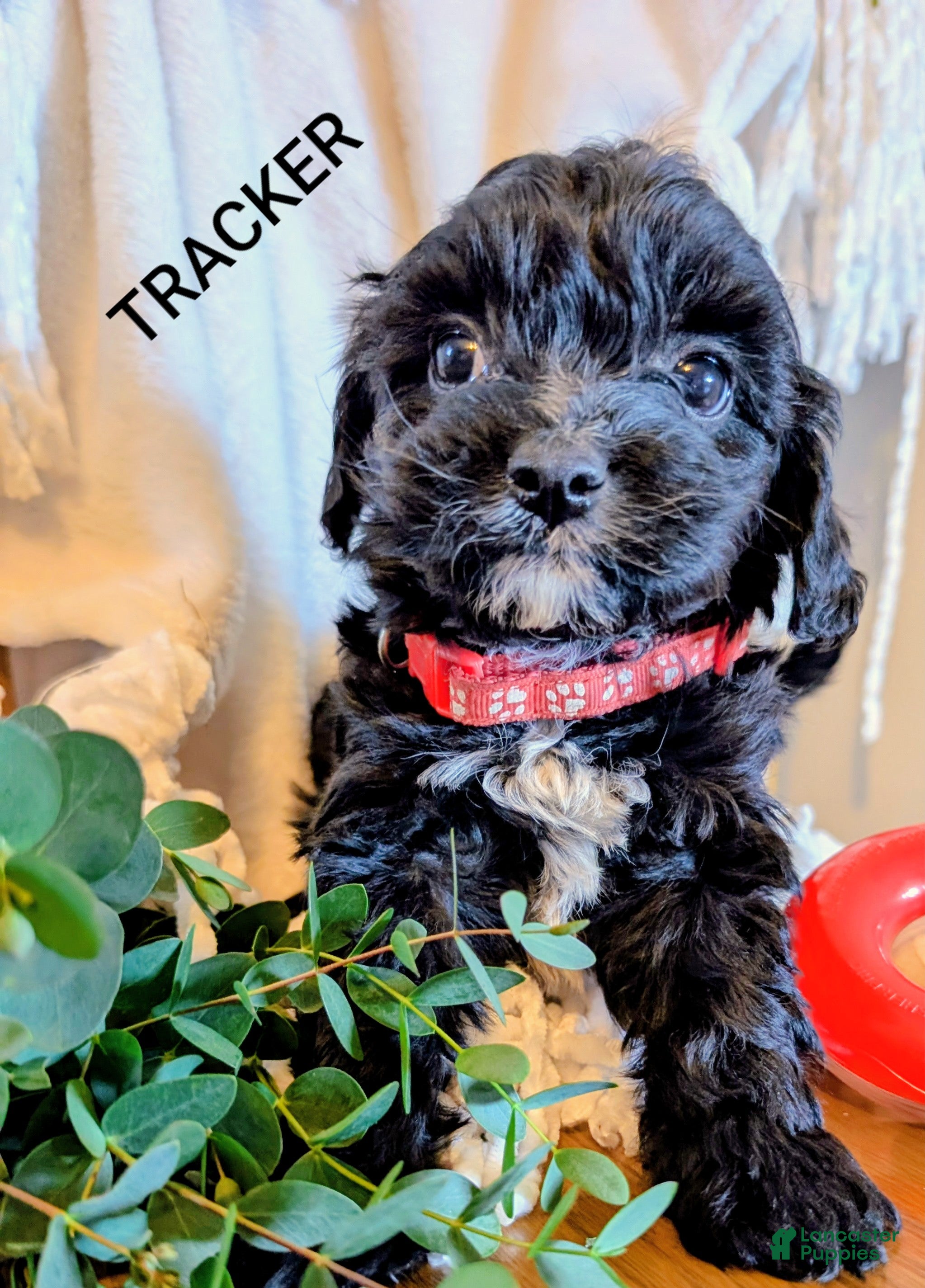 Cavapoo dogs for sale: TRACKER - Ad 2