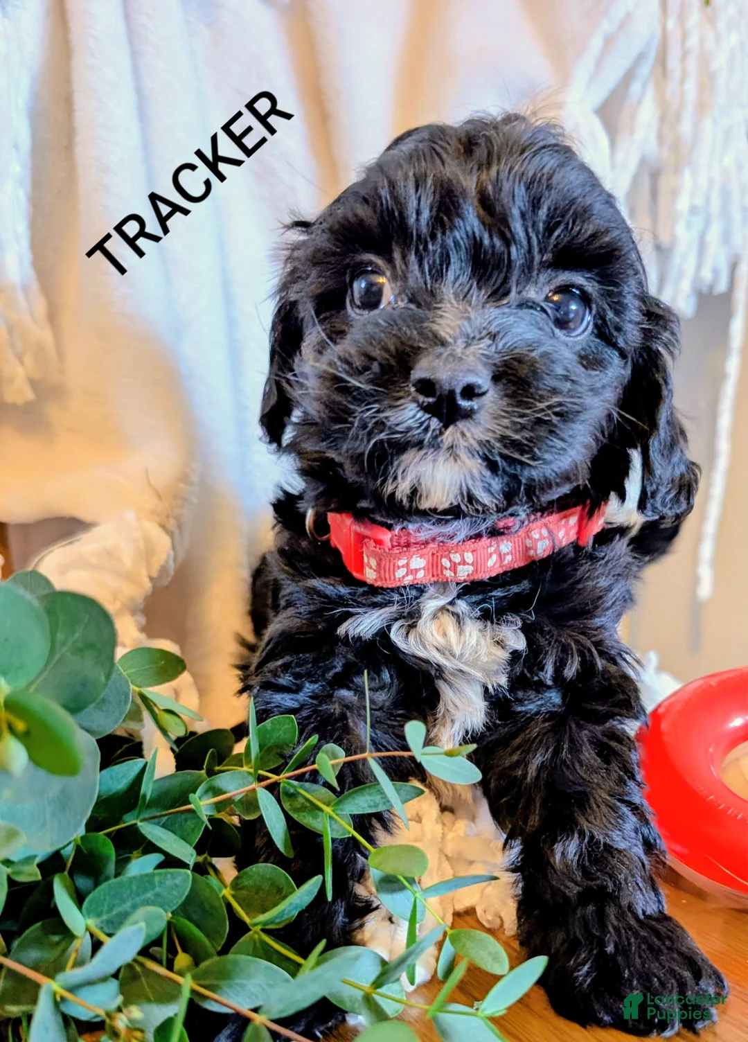 Cavapoo dogs for sale: TRACKER - Ad 2