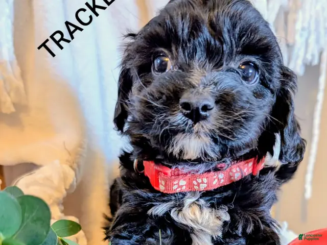 Cavapoo dogs for sale: TRACKER - Ad 2