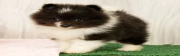 Pomeranian dogs for sale: Sapphire Princess - Ad 8