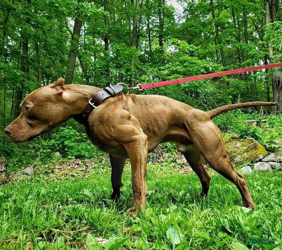 American Pit Bull Terrier dogs for sale: American Pit Bull Terrier Puppy 4 - Ad 5