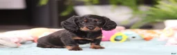 Dachshund dogs for sale: Ivy - Ad 8