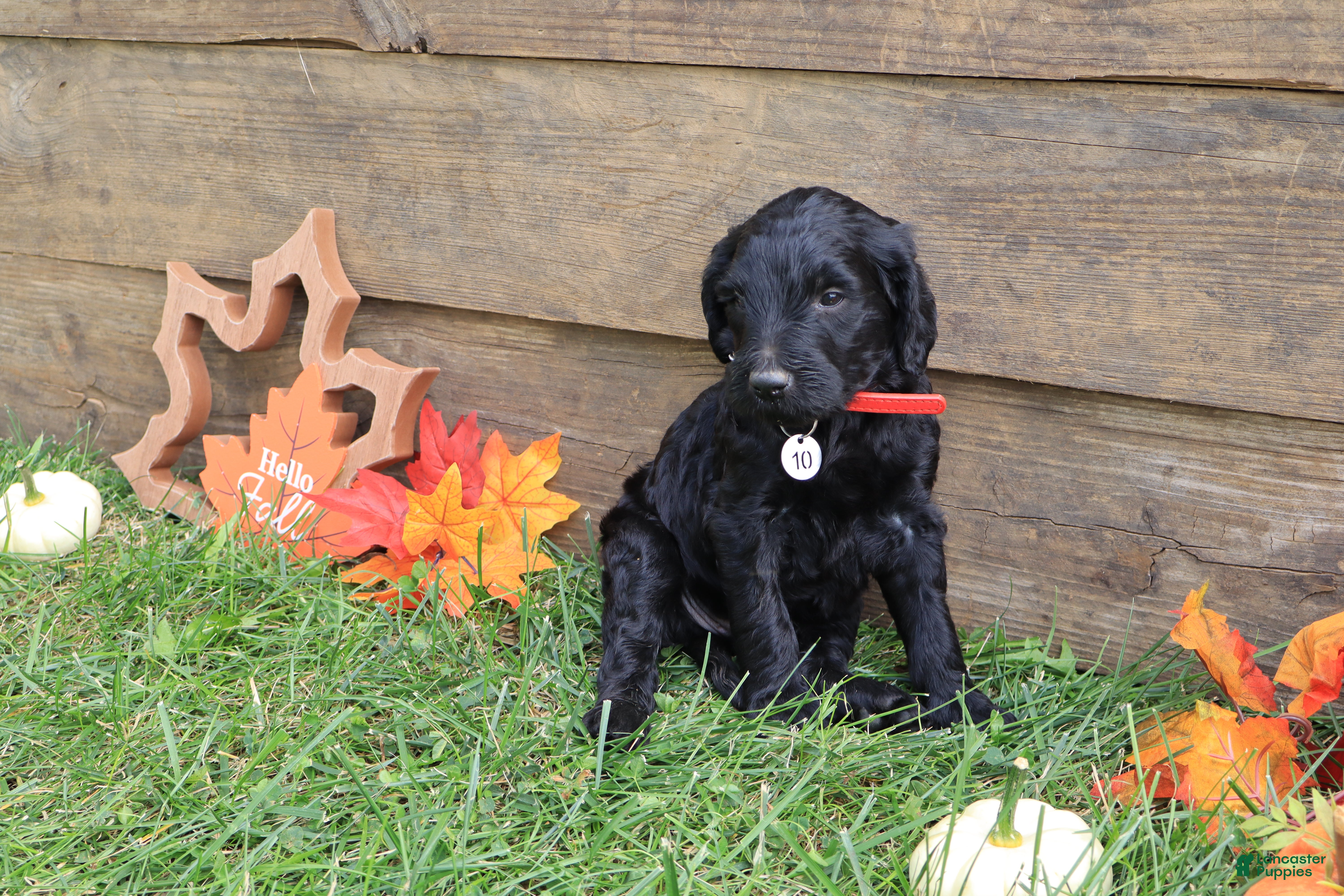 Goldendoodle dogs Finn - Ad 2
