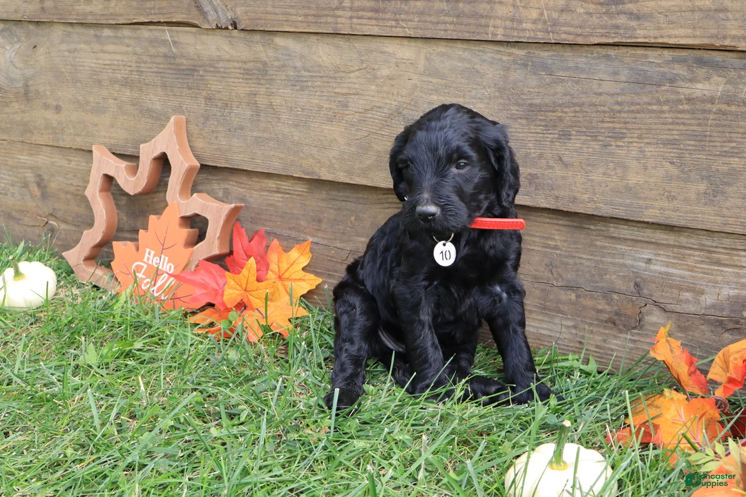 Goldendoodle dogs for sale: Finn - Ad 2