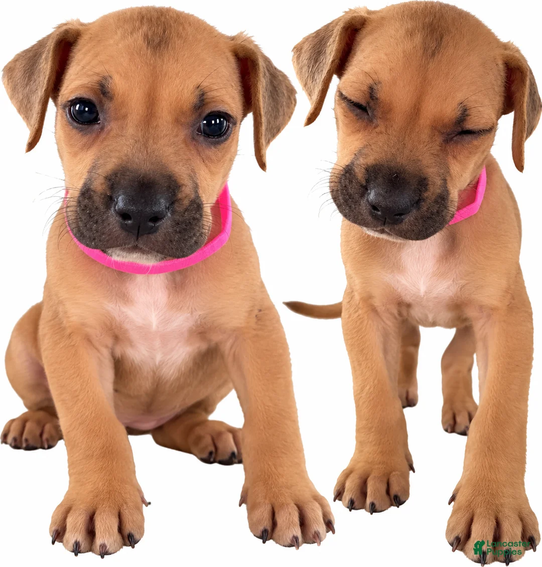 Mixed Breed dogs for sale: Smurfette - Ad 1