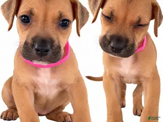 Mixed Breed dogs Smurfette - Ad 22
