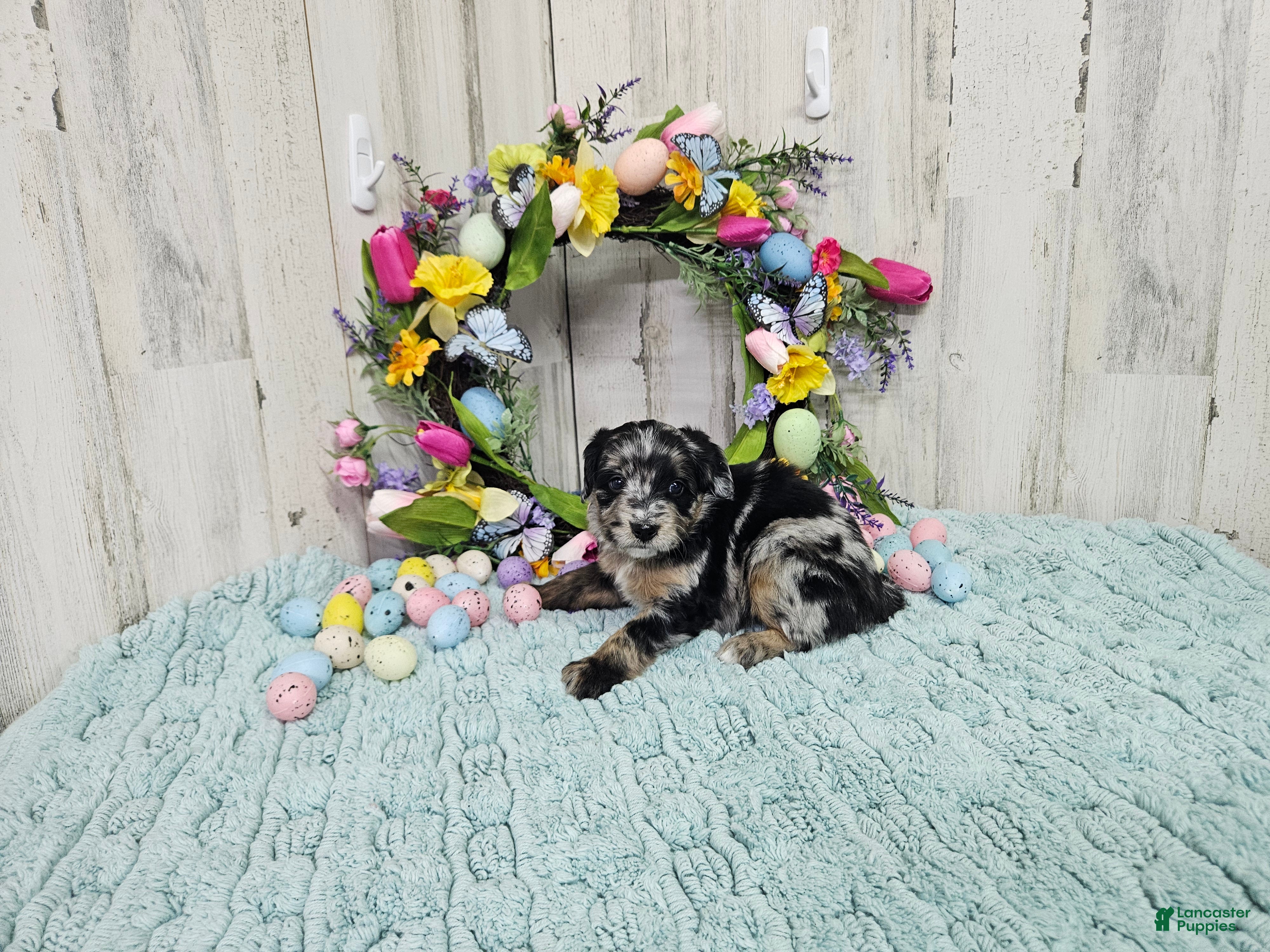 Mini Bernedoodle dogs F1b Kelsey - Ad 6