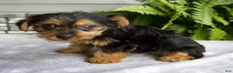Yorkshire Terrier dogs for sale: Kona - Ad 6