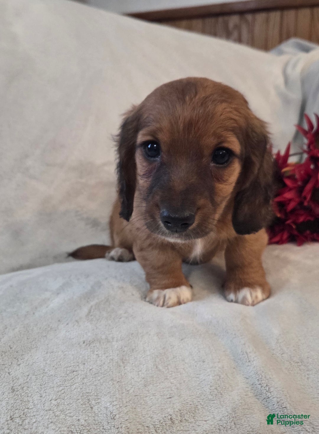 Miniature Dachshund dogs for sale: Mocha - Ad 6