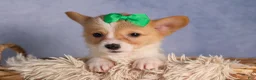 Welsh Corgi Pembroke dogs for sale:  Cody 🐾🐶 - Ad 7