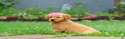 Golden Retriever dogs for sale: Barba - Ad 6