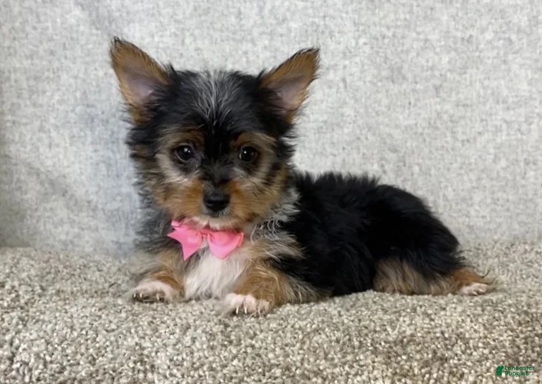 Yorkshire Terrier dogs for sale: Jasmine - Ad 4