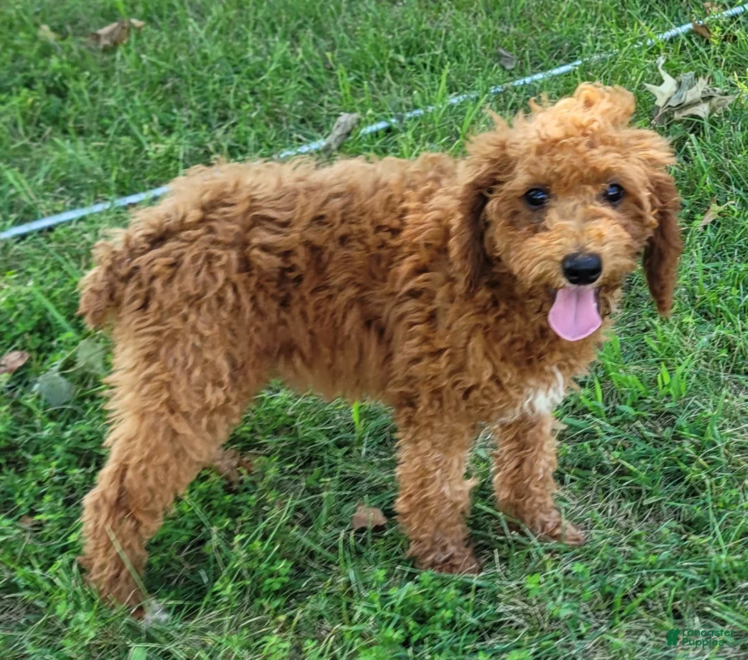 Gallery Image {{count}}