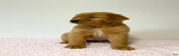 Golden Retriever dogs for sale: Ginger - Ad 3
