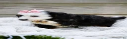 Mini Bernedoodle dogs for sale: Landry - Ad 2
