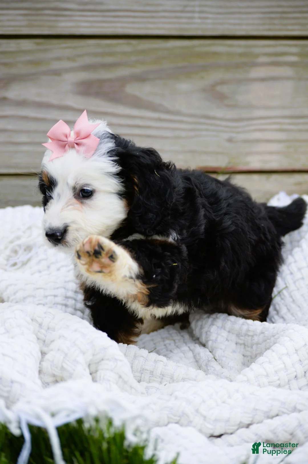 Mini Bernedoodle dogs for sale: Landry - Ad 2