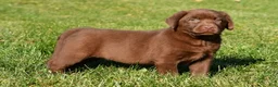 Labrador Retriever dogs for sale: Mira - Ad 13