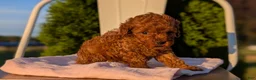 Miniature Poodle dogs for sale: Harper - Ad 3