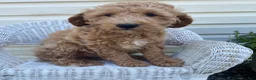 Mini Goldendoodle dogs for sale: Lester-medium - Ad 1