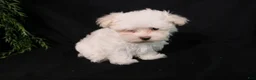 Maltese dogs for sale: Marty - Ad 6