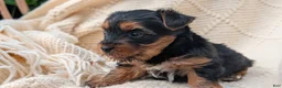 Yorkshire Terrier dogs for sale: Zeus - Ad 5