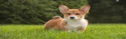 Welsh Corgi Pembroke dogs for sale: Trix Welsh Corgi Pembroke  - Ad 12