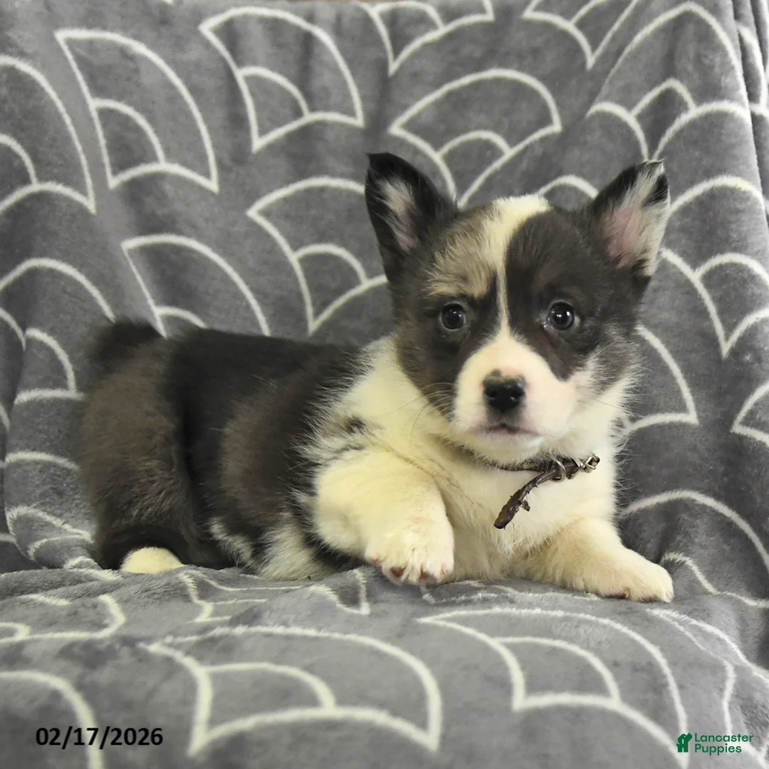 Welsh Corgi Pembroke dogs for sale: Kylie - Ad 4