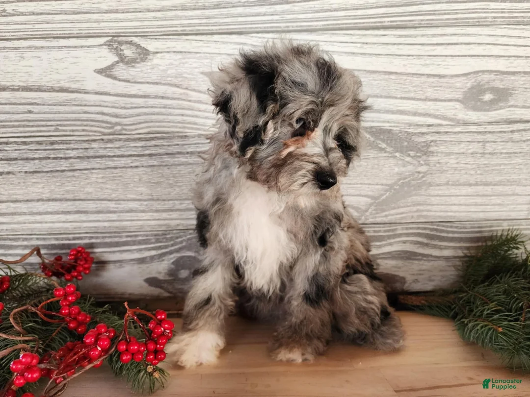 Mini Bernedoodle dogs for sale: Angel - Ad 2