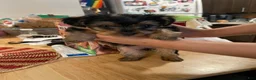 Yorkshire Terrier dogs for sale: Yorkshire Terrier Puppy 2 - Ad 2