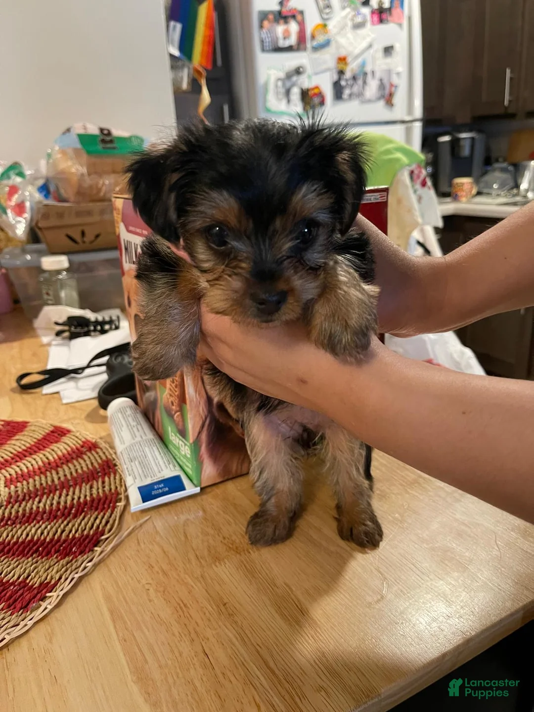 Yorkshire Terrier dogs for sale: Yorkshire Terrier Puppy 2 - Ad 2