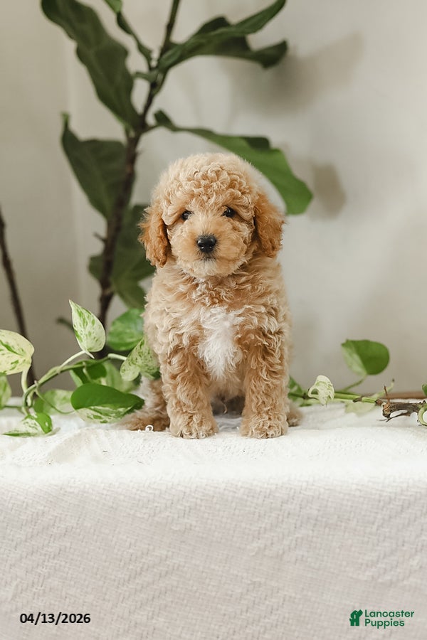 Miniature Poodle dogs Klay - Ad 1