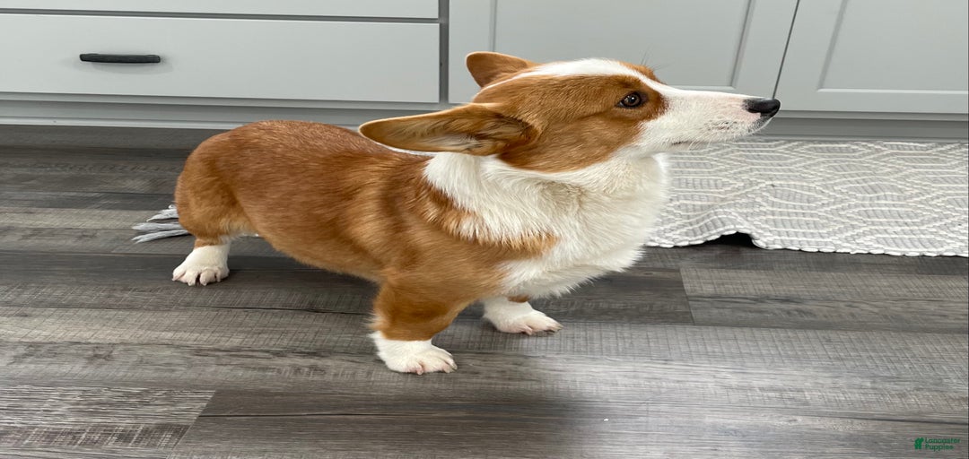 Gallery Image {{count}}