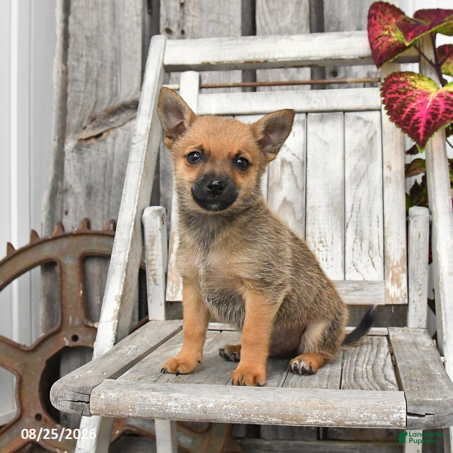 Mixed Breed dogs Winston - Ad 2