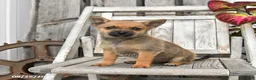 Mixed Breed dogs for sale: Winston - Ad 2