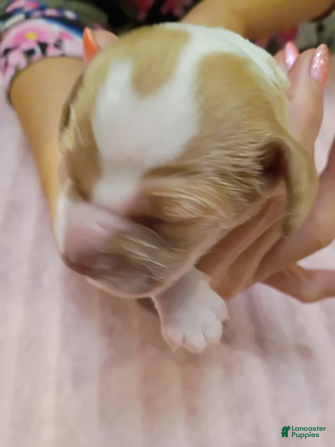 Brittany Spaniel dogs for sale: Brittany Spaniel 4 - Ad 2