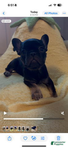 French Bulldog dogs Boy 3 - Ad 40