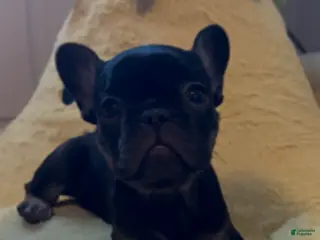 French Bulldog dogs Boy 3 - Ad 40