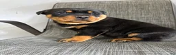 Rottweiler dogs for sale: Lucas - Ad 1