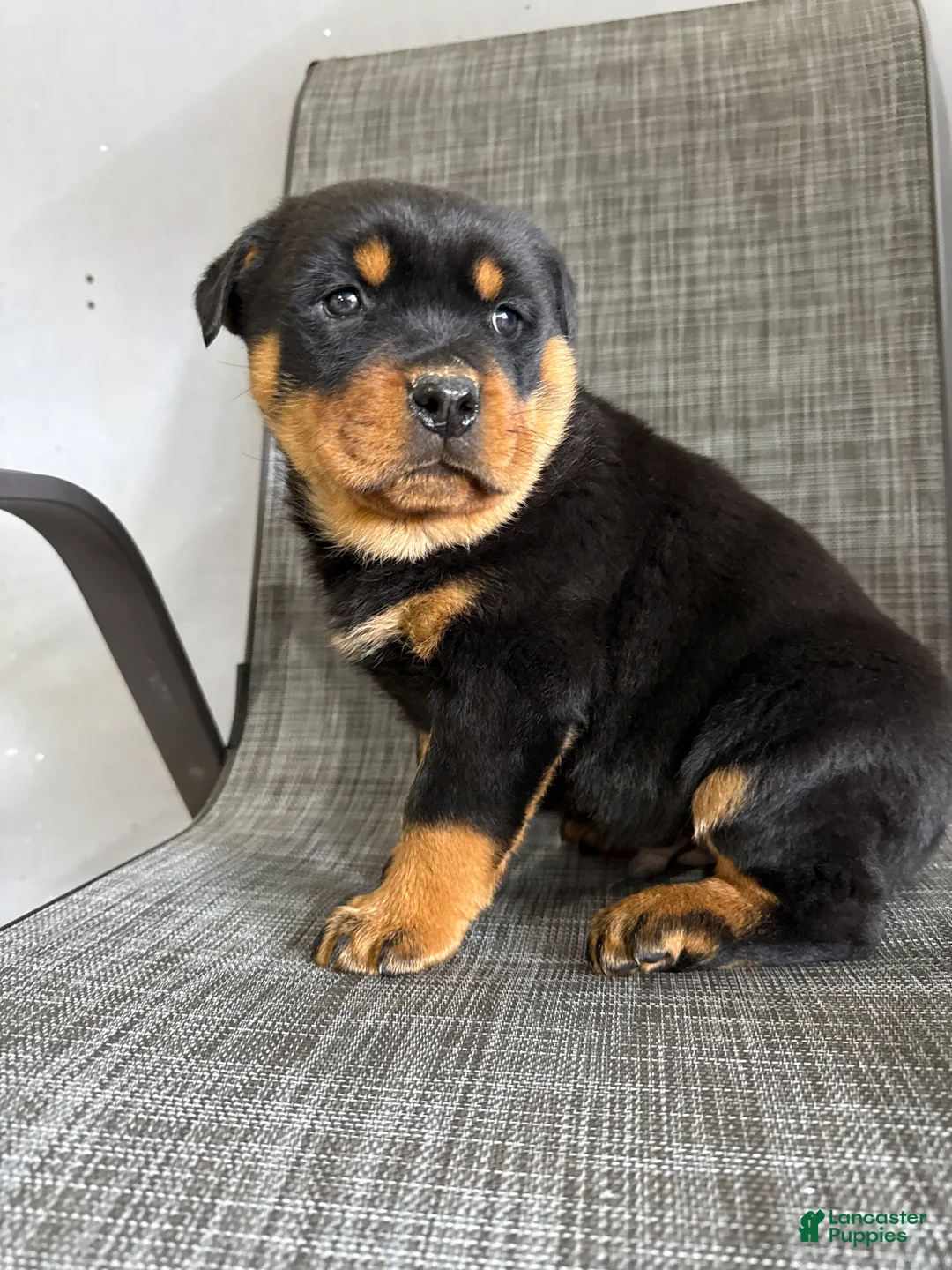 Rottweiler dogs for sale: Lucas - Ad 1