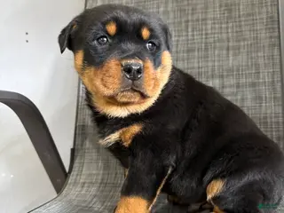 Rottweiler dogs Lucas - Ad 3