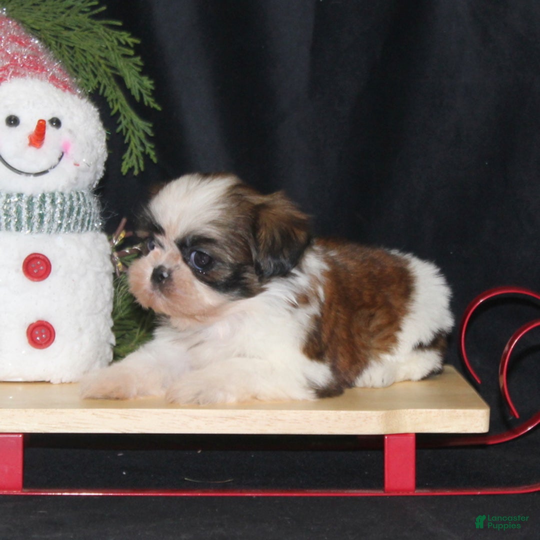 Shih Tzu dogs for sale: Olivia - Ad 3