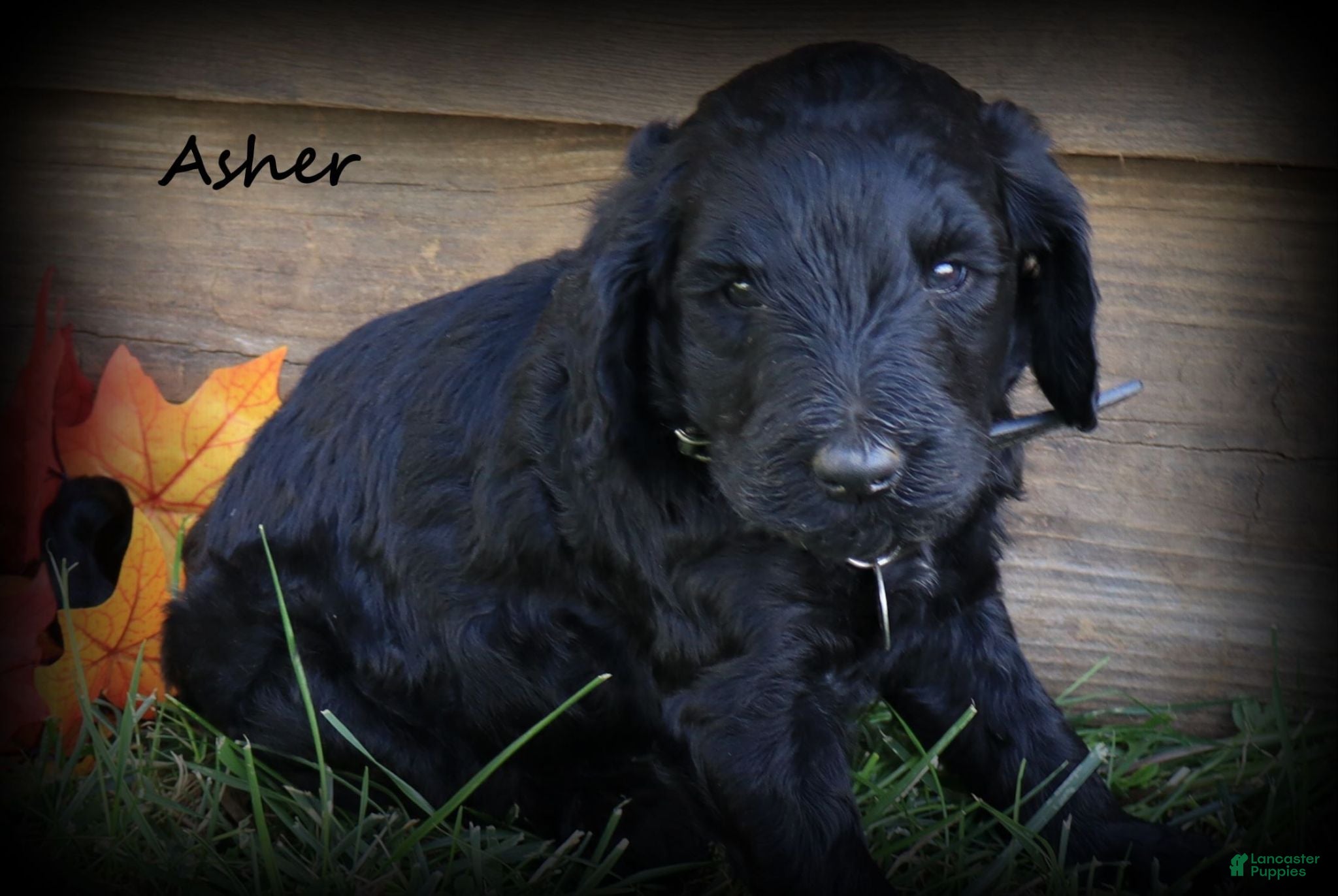 Goldendoodle dogs for sale: Asher - Ad 3