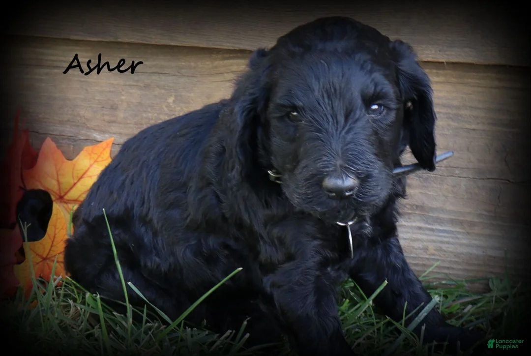 Goldendoodle dogs for sale: Asher - Ad 1