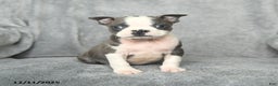 Boston Terrier dogs for sale: Sylvester - Ad 2